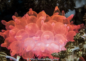Red anemone . Komodo.
Nikon D200 . 60 macro . Two strobo by Marchione Giacomo 